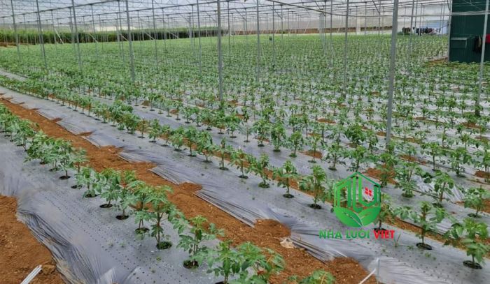 Sử dụng màng phủ nông nghiệp trồng cà chua