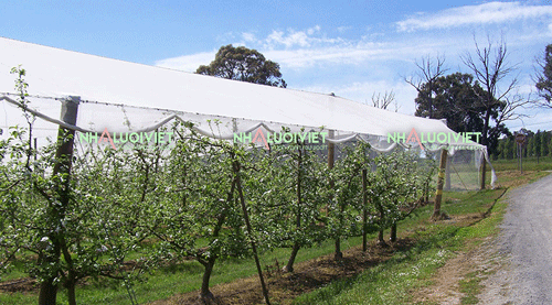 Lưới côn trùng 18 mesh dùng để trùm vườn cây ăn trái