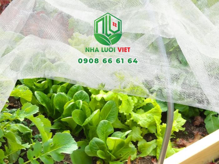 Bảo vệ rau ăn lá bằng lưới chắn côn trùng