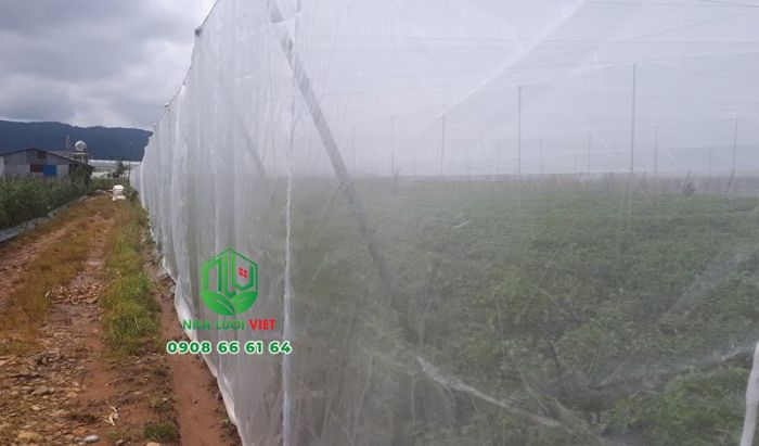 Hình ảnh lưới ngăn côn trùng tiếp cận vườn rau