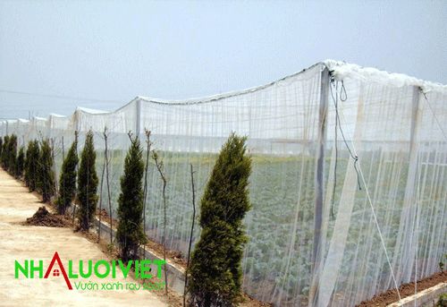 Lưới 32 mesh được sử dụng để trùm nhà trồng rau sạch