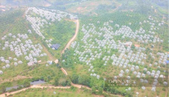 Hình ảnh mắc màn lưới chống côn trùng cho cam ở Nghệ An 