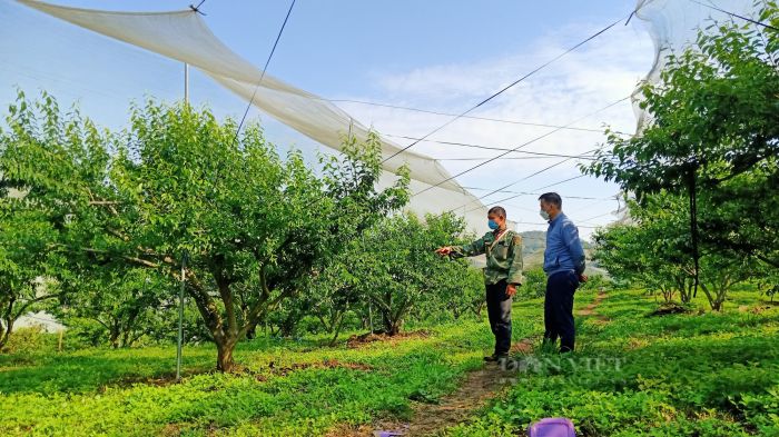 Trùm lưới ngăn côn trùng cho vườn Mận ở Mộc Châu