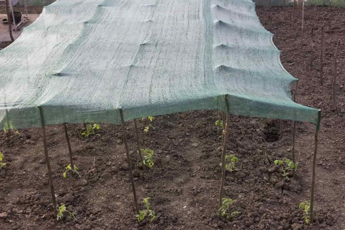 Lắp đặt lưới che nắng cho vườn rau mới trồng
