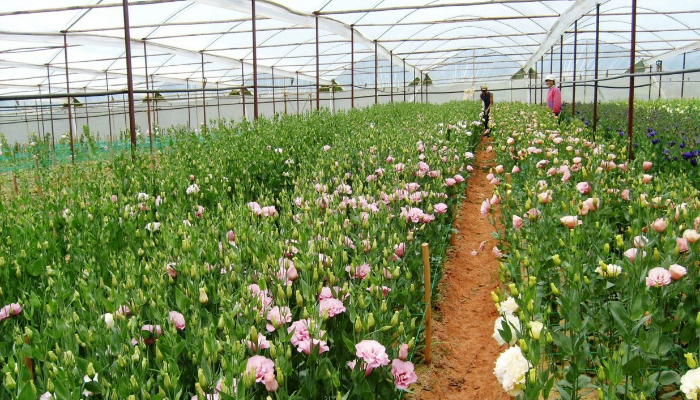 Mô hình trồng hoa trong nhà lưới tại Đà Lạt