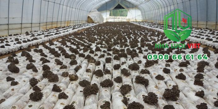 Nhà kính trồng nấm giúp cây đạt năng suất cao và ổn định