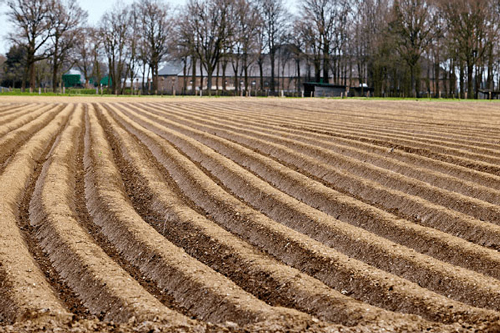 Kỹ thuật lên luống trồng măng tây