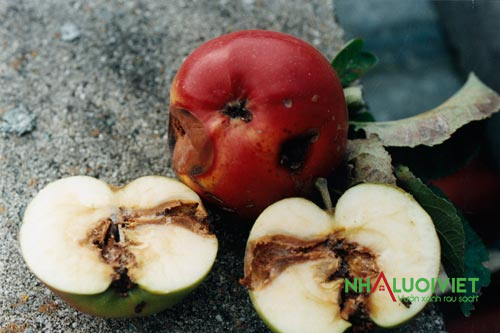 Cách bảo vệ cây ăn quả khỏi sâu bọ và dịch bệnh