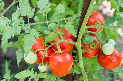 Nhiệt độ cần thiết cho cây cà chua phát triển