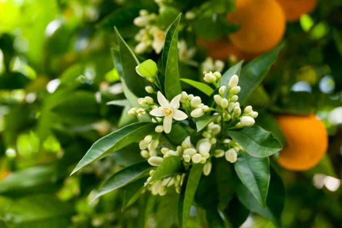 Quá trình thụ phấn không đầy đủ ở cây cam khiến rụng quả sớm