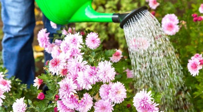 Tưới nước cho hoa cúc cũng có thể gây lây lan mầm bệnh