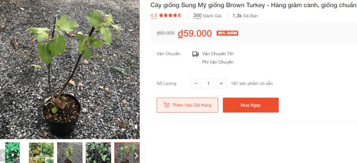 Giá cây giống Sung Mỹ Brown Turkey tại Shopee
