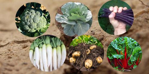 Các loại rau có thể trồng được ở đất sét