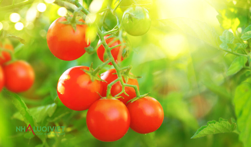 Ánh sáng mặt trời và đất giúp cà chua tạo quả ngọt