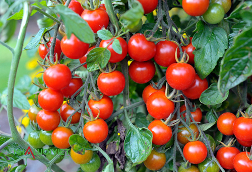 Bí quyết trồng cà chua ngọt