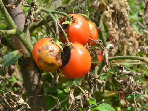 Cà chua bị nấm gây hại