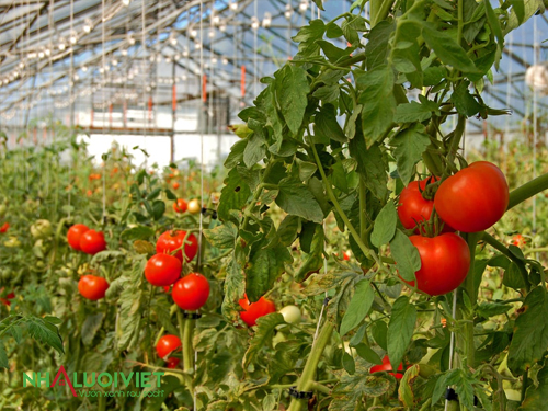 Các loại cà chua phù hợp trồng nhà kính