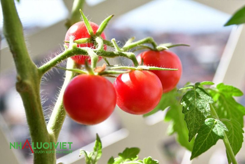 Các yếu tố ảnh hưởng đến sự phát triển của cà chua