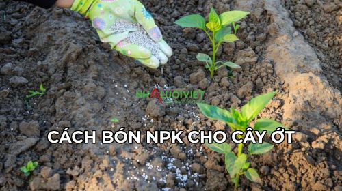 Cách bón phân NPK cho cây ớt