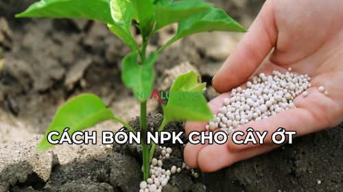 Công dụng của NPK cho cây ớt