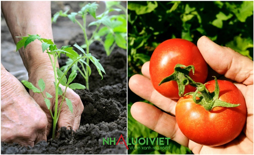 Cung cấp chất dinh dưỡng cho cà chua