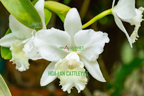 Hoa Lan Cattleyas