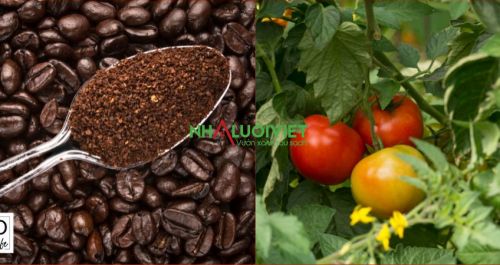 Hướng dẫn bón cà phê cho cây cà chua