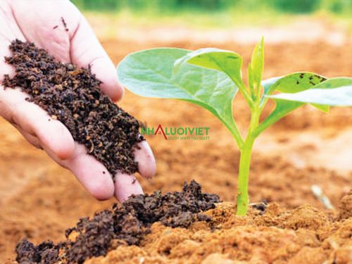 Làm vườn hữu cơ giúp cải thiện môi trường