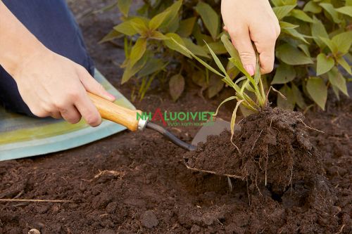 Làm sạch cỏ dại trước khi sử dụng lớp phủ