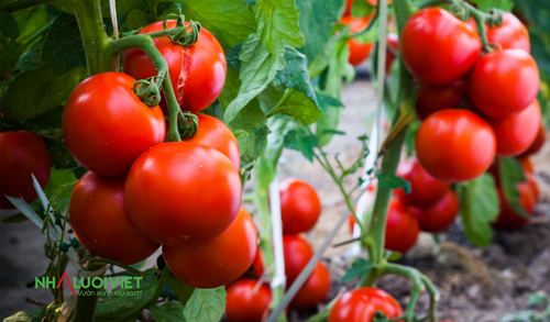 Thời tiết ảnh hưởng đến độ ngọt của cà chua