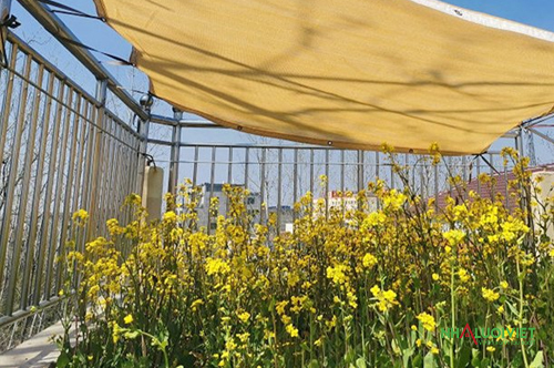 Sử dụng vải che nắng cho vườn hoa