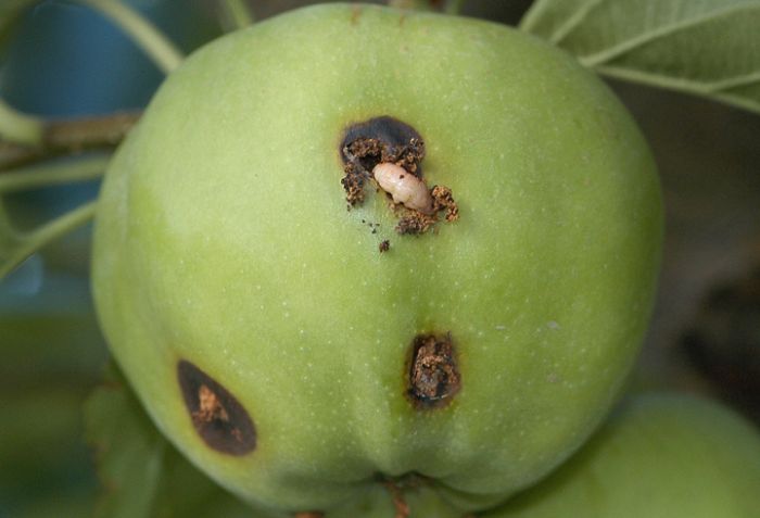 Ấu trùng sâu bướm đục lỗ trên quả táo
