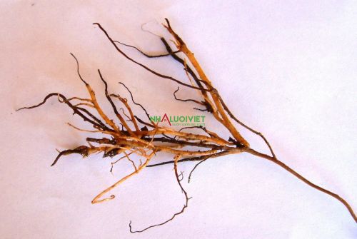 Bệnh thối rễ do Phytophthora