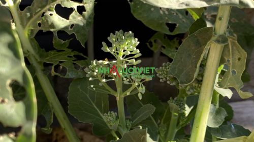 Bông cải xanh bị ảnh hưởng bởi sâu bệnh