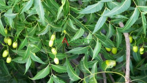 Cây neem Ấn Độ được ứng dụng làm thuốc trừ sâu