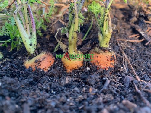 Tại sao cây cà rốt giảm năng suất
