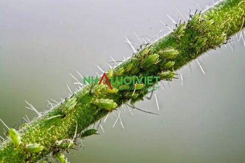 Hình ảnh rệp gây hại cây trồng