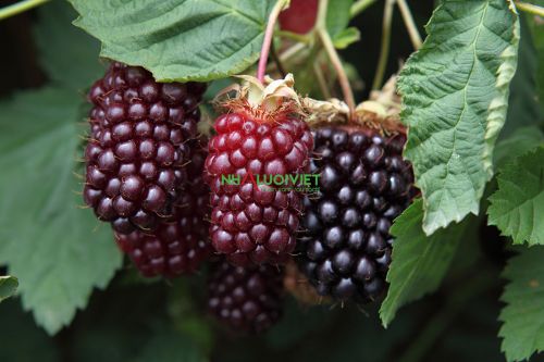 Cách bệnh hại cây Boysenberries