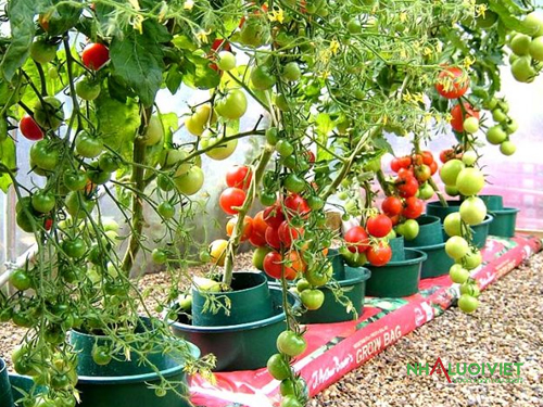 Cà chua trồng trong chậu