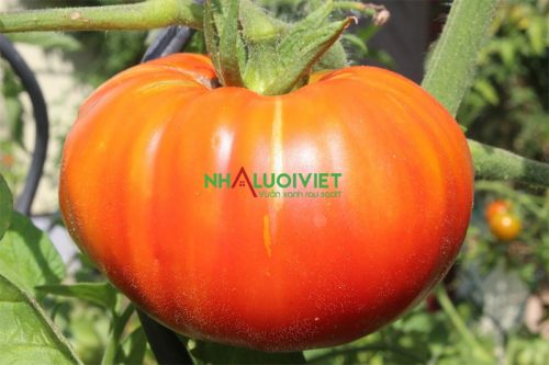 Hướng dẫn trồng cà chua Beefsteak