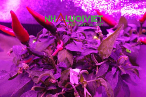 Cây ớt phát triển tốt khi trồng trong nhà