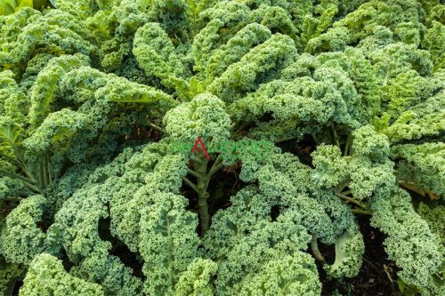 Mô hình giống rau mới  cải xoăn Kale  Phân Thuốc Vi Sinh AT