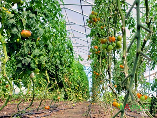 Không gian cho cà chua trồng nhà kính