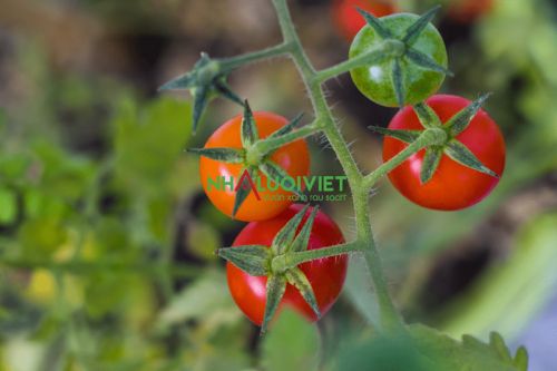Những lưu ý khi trồng cà chua tại khu vực ít ánh nắng