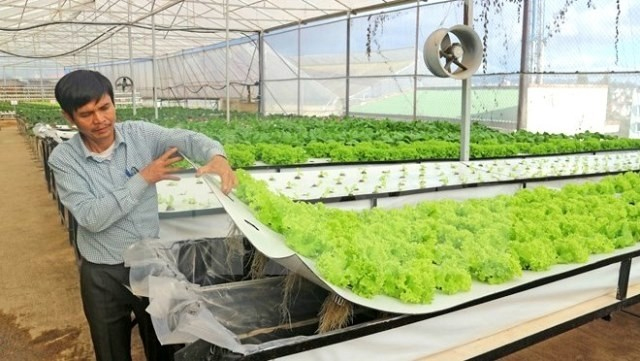Nông dân Đà Lạt trồng rau sạch bằng khí canh