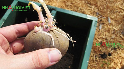 Cần xử lý củ khoai tây trước khi trồng