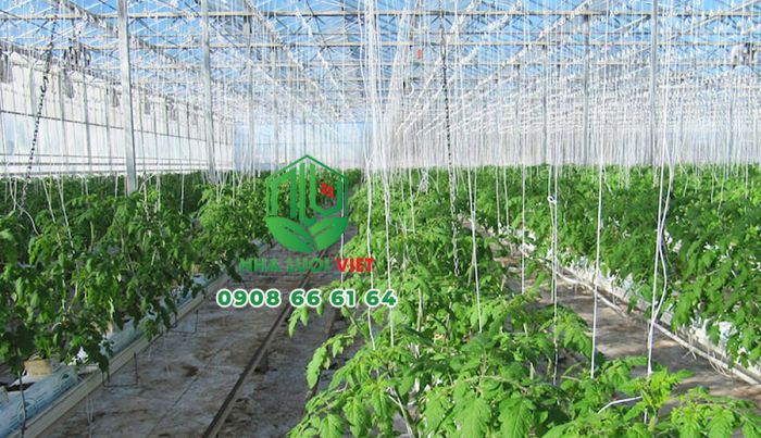 Làm giàn leo cho cà chua trồng nhà kính bằng sợi SE nông nghiệp