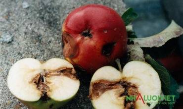 Bảo vệ cây ăn quả khỏi sâu bọ, dịch bệnh