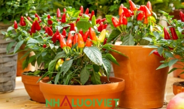 9 Mẹo trồng ớt trong chậu