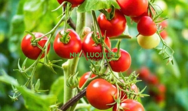 Các cây đồng hành tốt cho cà chua